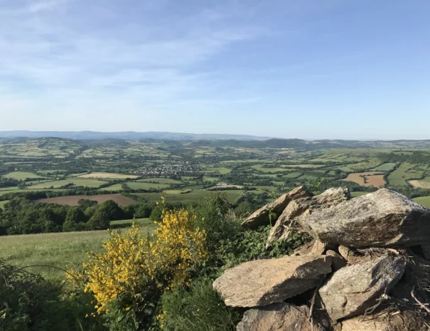 fleur-jaunes-les-distinguees-aveyron