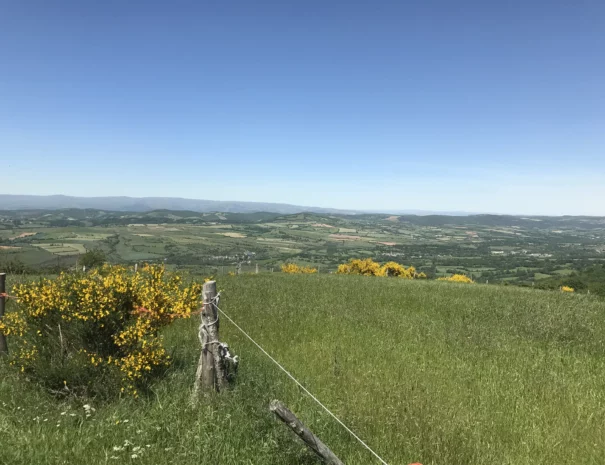 massifs-fleur-jaunes-les-distinguees-aveyron