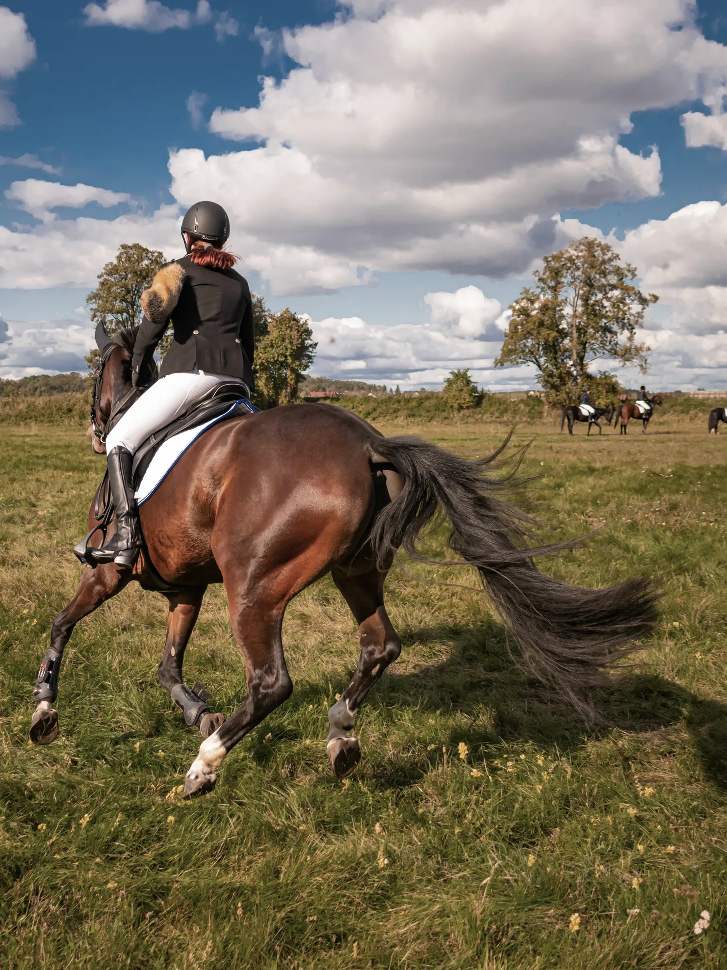Les Distinguées - équitation